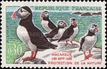 Atlantic Puffin (Fratercula arctica)
