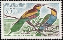 European Bee-eater (Merops apiaster)