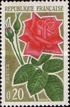 modern rose