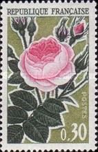 Old Rose