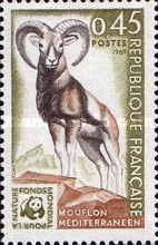 European Mouflon (Ovis orientalis musimon)