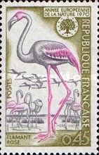 Greater Flamingo (Phoenicopterus ruber roseus)