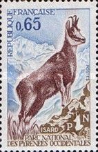 Pyrenean Chamois (Rupicapra rupicapra pyrenaica)