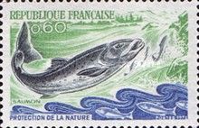 Atlantic Salmon (Salmo salar)