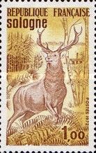 Red Deer Stag and Forest, Sologne Nature Reserve