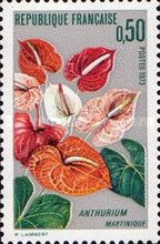 Anthurium - Martinique