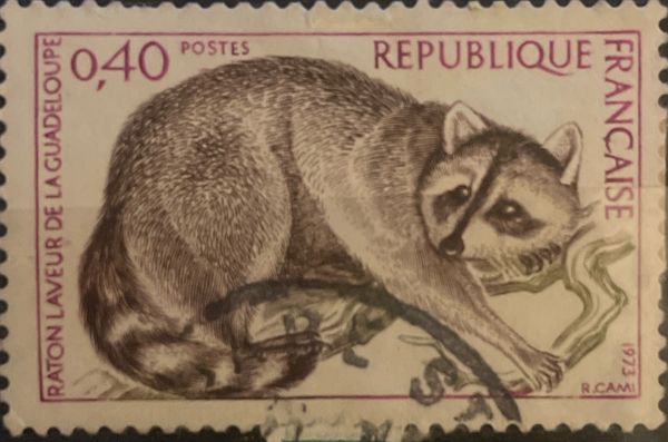 Guadeloupe Raccoon (Procyon lotor minor)
