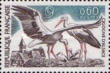 White Stork (Ciconia ciconia)