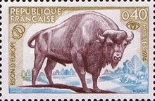 European Bison (Bos bonasus)