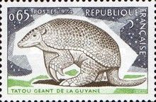 Giant Armadillo (Priodontes maximus)