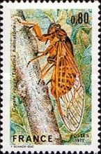 Red Cicada (Tibicina haematodes)