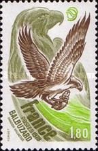 Osprey (Pandion haliaetus)