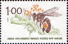 Western Honey Bee (Apis mellifera)