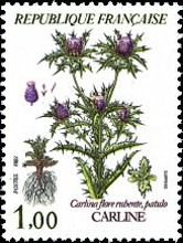 Mountain flowers: Carline (Carlina flora rubente)