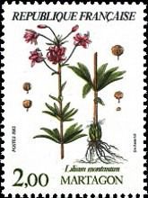 Mountain flowers: Martagon (Lilium montanum)