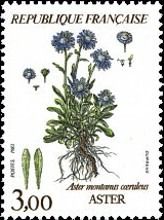 Mountain flowers: Aster (aster montanus ceruleus)