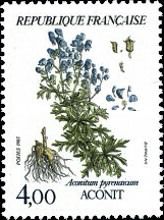 Mountain flowers: Aconite (Aconitum pyrenaicum)