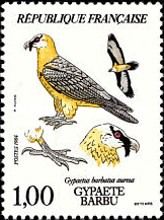 Bearded Vulture (Gypaetus barbatus ssp. aureus)