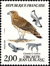 Short-toed Snake-eagle (Circaetus gallicus gallicus)