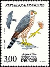Eurasian Sparrowhawk (Accipiter nisus nisus) 