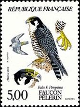 Peregrine Falcon (Falco peregrinus)