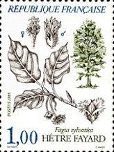 Tree: Beech beech - Fagus sylvatica