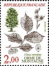 Tree: Elm mountains - Ulmus montana