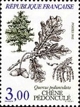 Tree: English Oak - Quercus pedunculata