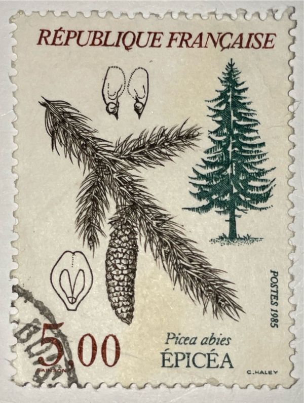 Tree: Spruce - Picea abies