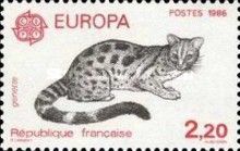 C.E.P.T. - Common Genet (Genetta genetta)