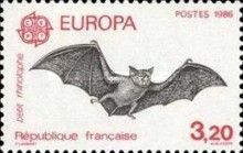 C.E.P.T - Lesser Horseshoe Bat (Rhinolophus hipposideros)