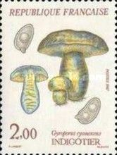 Indigotier (Gyroporus Cyanescens)