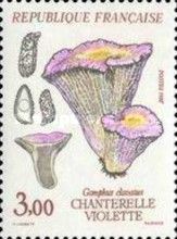 Chanterelle violette (Gomphus Clavatus)