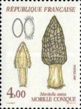 Conical morel (Morchella Conica)