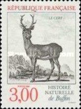 Red Deer (Cervus elaphus)