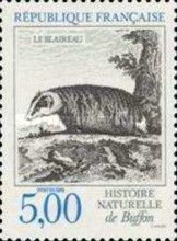 European Badger (Meles meles)
