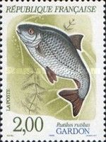 Roach (Rutilus rutilus)