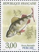 European Perch (Perca fluviatilis)