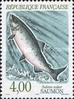 Atlantic Salmon (Salmo salar)