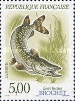Northern Pike (Esox lucius)