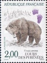 Brown Bear (Ursus arctos)