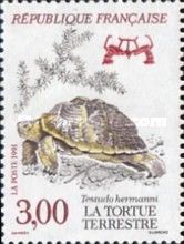 Hermann's Tortoise (Testudo hermanni)