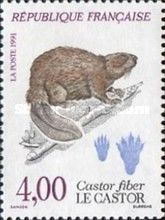 Eurasian Beaver (Castor fiber)