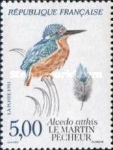 Common Kingfisher (Alcedo atthis)