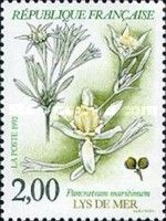 Sand Lily (Pancratium maritimum)