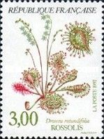 Sundew (Drosera rotundifolia)