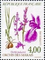 Orchis des marais (Orchis palustris)