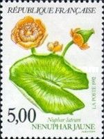 Yellow Water Lily (Nuphar luteum)