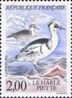 Smew (Mergellus albellus)