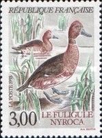 Ferruginous Duck (Aythya nyroca)